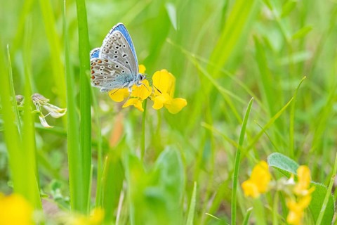 Adonis blue