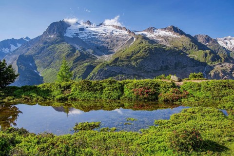 Small mountain lake with flowering alpine roses in front of the Aletschhorn 4193m