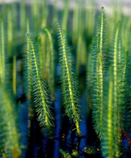 Fir frond common mare's tail