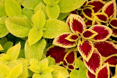 Painted Nettle
