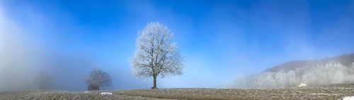 Hoarfrost in clearing fog