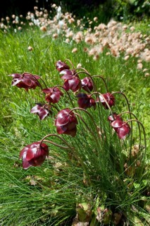 Brook carnation