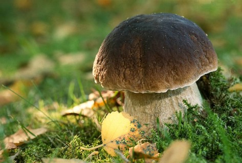 King bolete