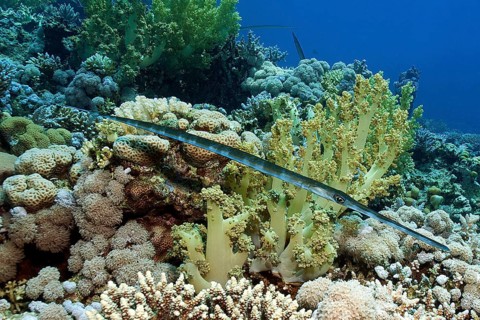 Bluespotted cornetfish
