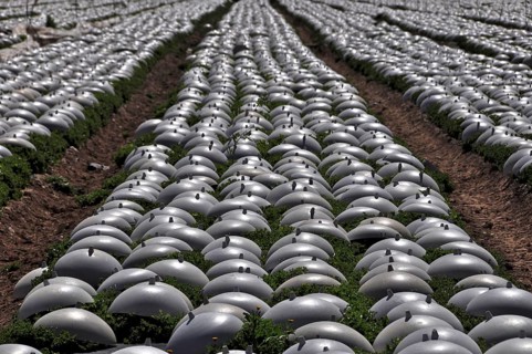 Lettuce field covered with plastic caps