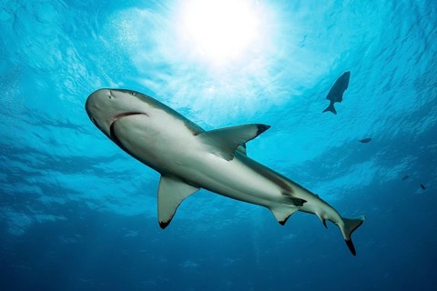 Blacktip reef shark