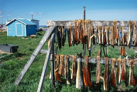 Dried fish suspended in a rack for air drying