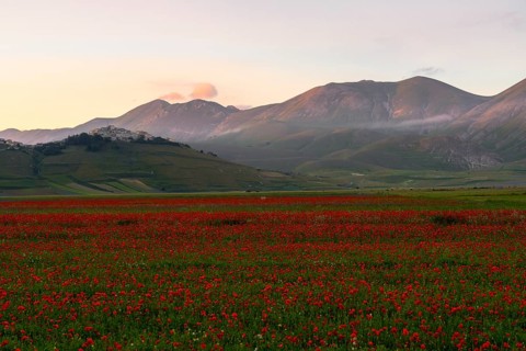 Blooming at Piano Grande di Castelluccio di Norcia plateau