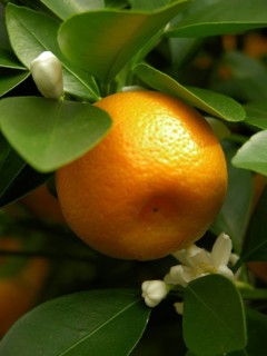 Mandarin oranges