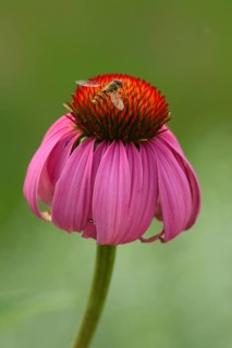 Coneflower