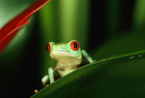 Red-eyed tree frog