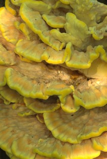 Sulphur polypore