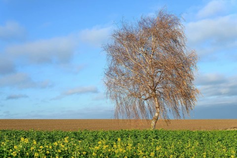 Birch