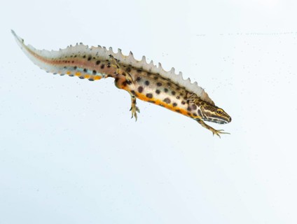 Northern crested newt
