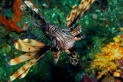 Lionfish