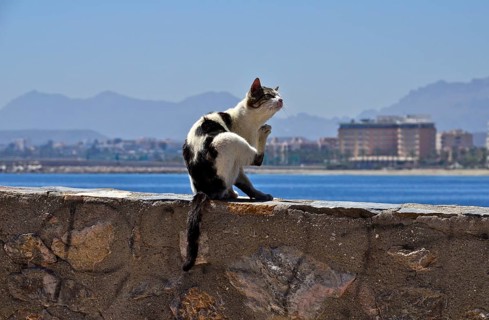 Cat on wall on waterfront scratching itself