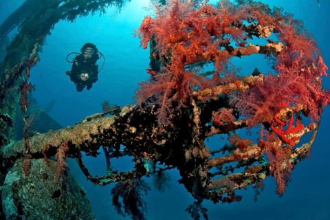 Diver dives through sunken shipwreck Cedar Pride looks down on former lookout Crow's nest overgrown with red soft corals
