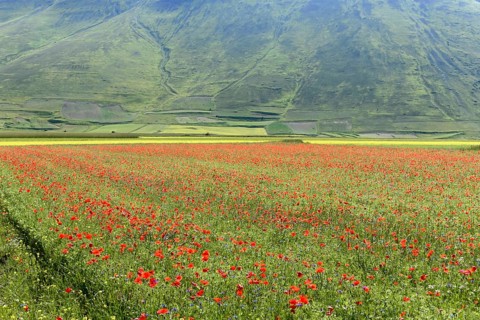 Flower meadow