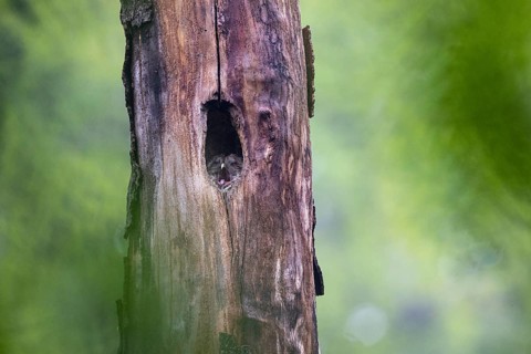 Tawny owl