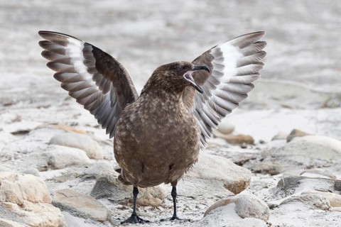 South polar skua
