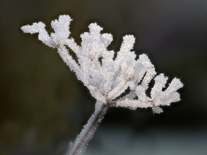 Cow parsley
