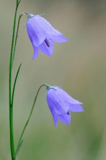 Harebell