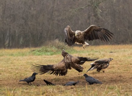 White-tailed eagle