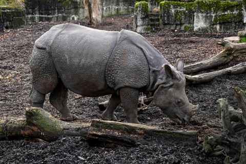 Indian rhinoceros