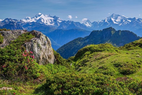 Alpine pasture area above the Rhone valley with the mountains Dom 4545m
