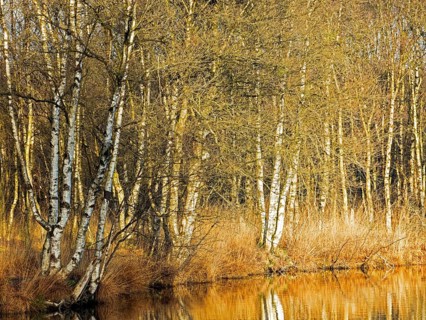 Birch group