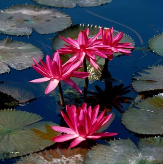 Water lilies