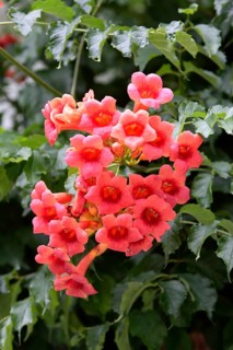 Common trumpet creeper
