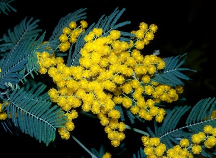 Silver wattle