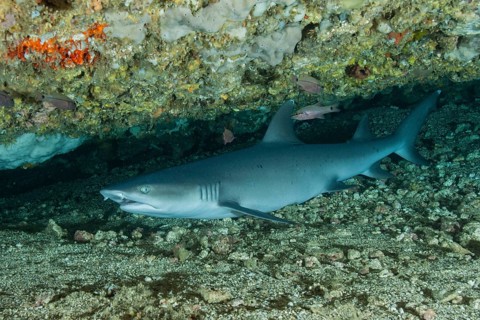 Whitetip reef shark