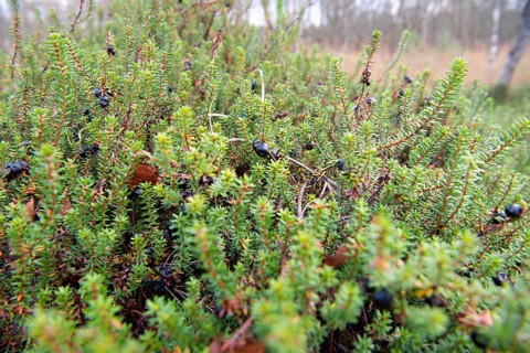Black crowberry