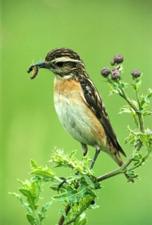 Whinchat