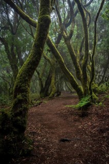 Hiking trail through laurel forest
