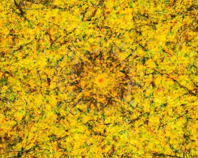 Autumn mosaic