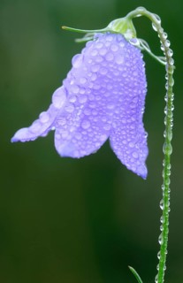 Harebell
