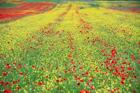 Blooming on plateau Piano Grande