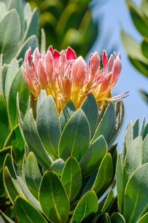 Protea