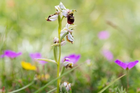 Bee orchid