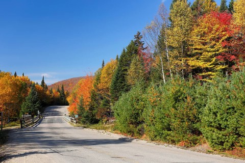 Road in a forest