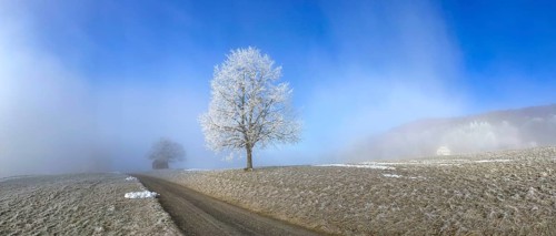 Hoarfrost in clearing fog