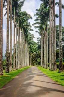 Palm tree alley in the Royal Botanic Gardens