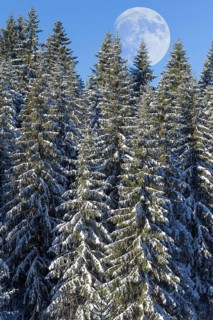 Moon over european silver firs