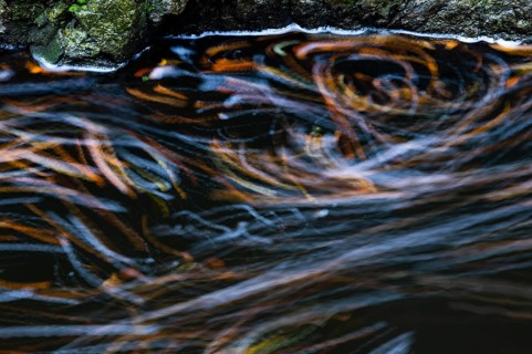 Leaves in the river Bode in the autumnal Harz