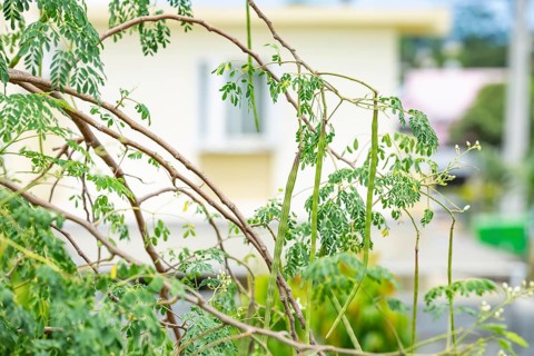 Drumstick tree