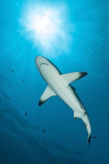 Blacktip reef shark
