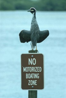 Green green heron